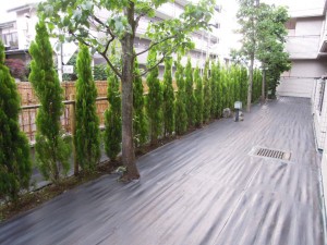 除草後 除草後