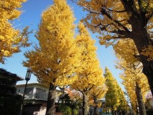 世田谷百景_2013年秋の紅葉_成城のいちょう並木