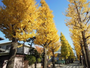 世田谷百景_2013年秋の紅葉_成城のイチョウ並木