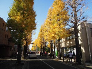 世田谷百景_2013年秋の紅葉_地元住民がお掃除中_成城の銀杏並木