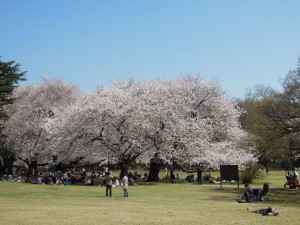 東京都立砧公園(世田谷区砧公園1-1)